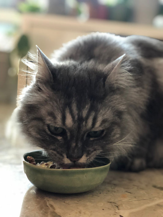 Cat bowl - preorder